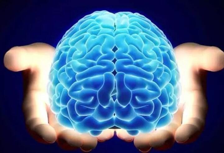 Beynin Bölümleri Nelerdir? Beynin Bölümlerinin Görevleri (Tam Liste)