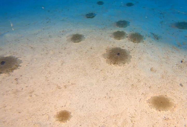 Akdeniz'de denizanası popülasyonu ne zaman bitecek?