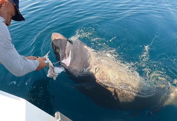 Saros Körfezi'nde yarım tonluk köpek balığı yakaladılar