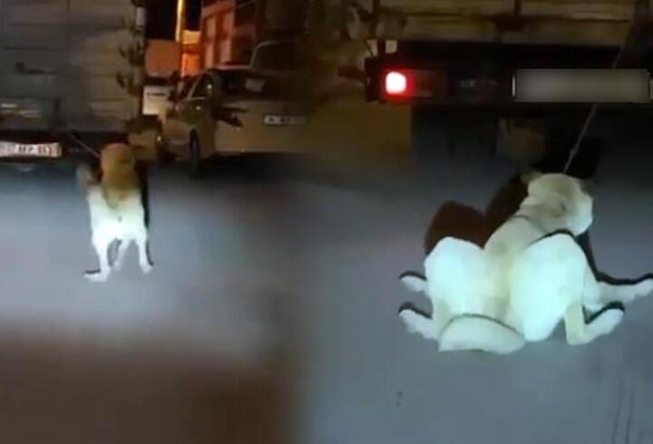 Köpeği kamyonun arkasına bağlayan vicdansız sürücü pes dedirtti
