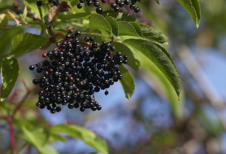 Bağışıklık güçlendiren mucize meyve: Kara mürver!