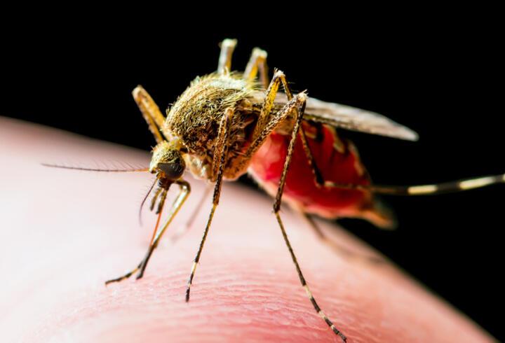 Aedes sivrisinek ısırığı belirtileri neler, bulaşıcı mı, nasıl geçer? İstanbul'da yeni tehlike!