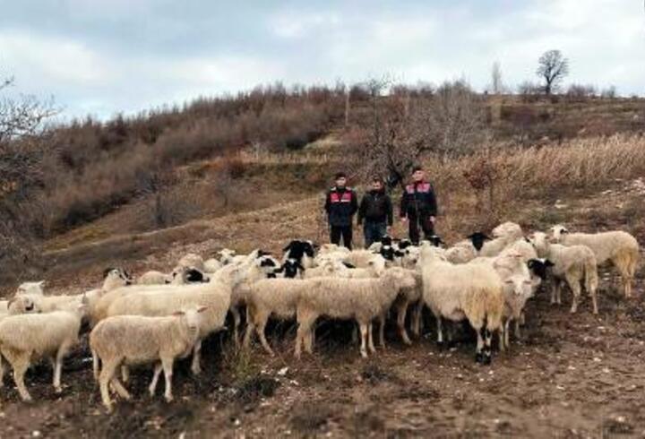 Köşk’te kaybolan 50 koyun, Ödemiş’te bulundu