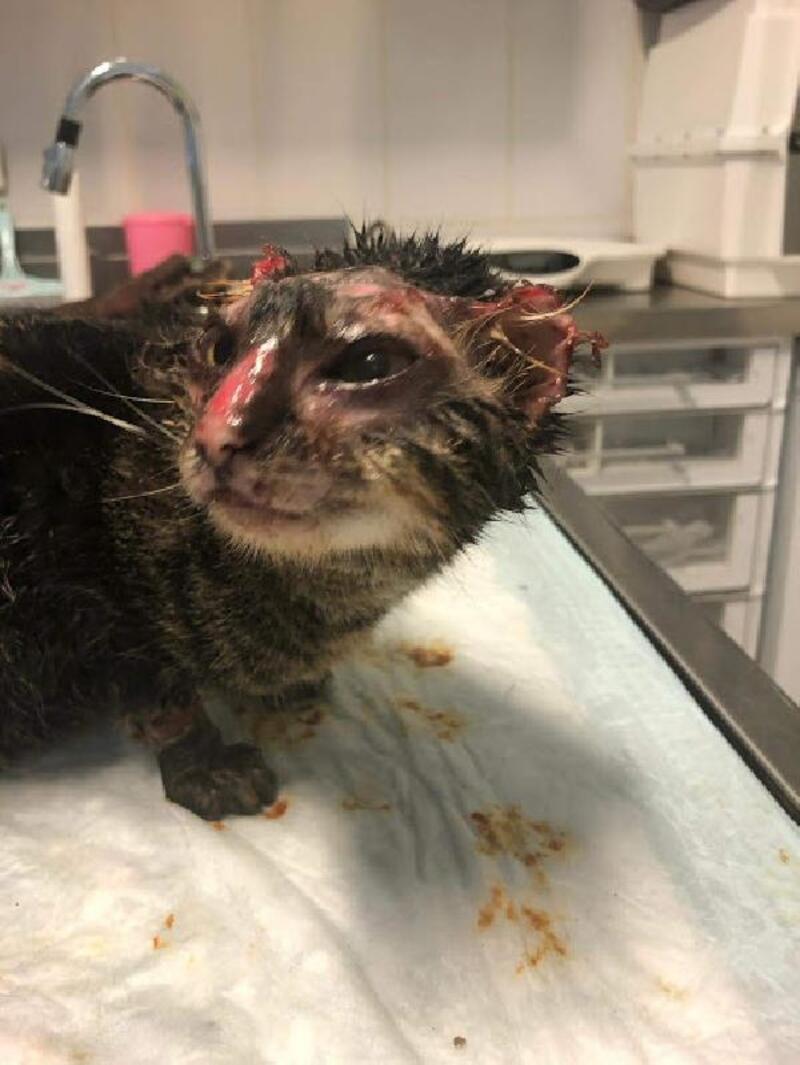 Üzerine asit dökülen yavru kedi, tedaviye alındı Malkara Haber
