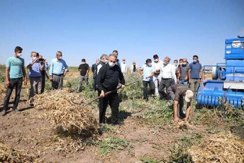 Talas'ta kuru fasulye hasadı yapıldı