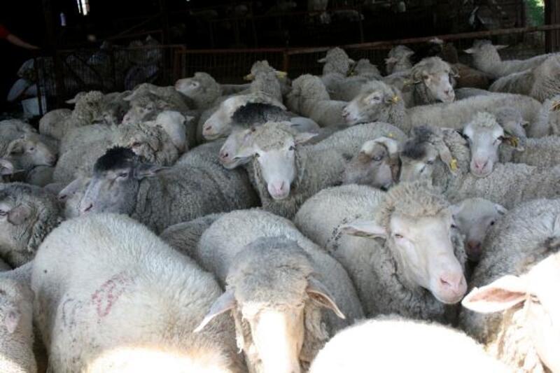 Koyun kırkımına başlayan üreticiler yapa fiyatlarına tepkili