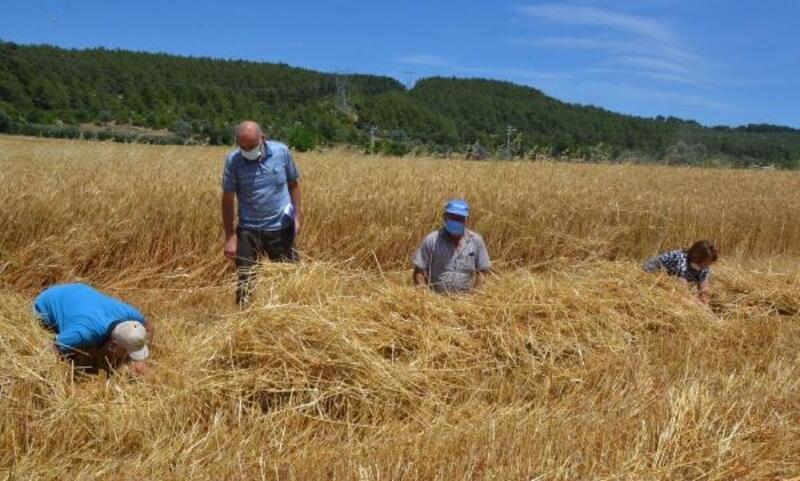 Serik'te buğday hasadı başladı