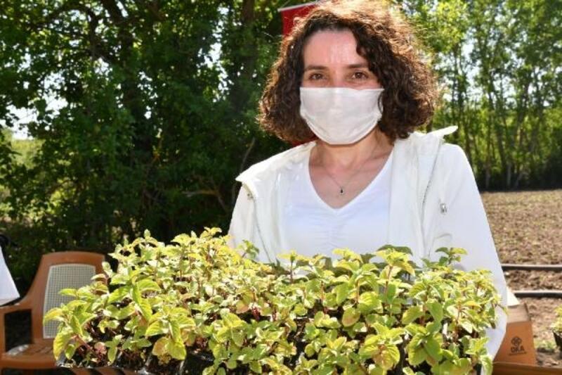 Samsun Büyükşehir Belediyesi’nden 'tıbbi aromatik bitki' desteği