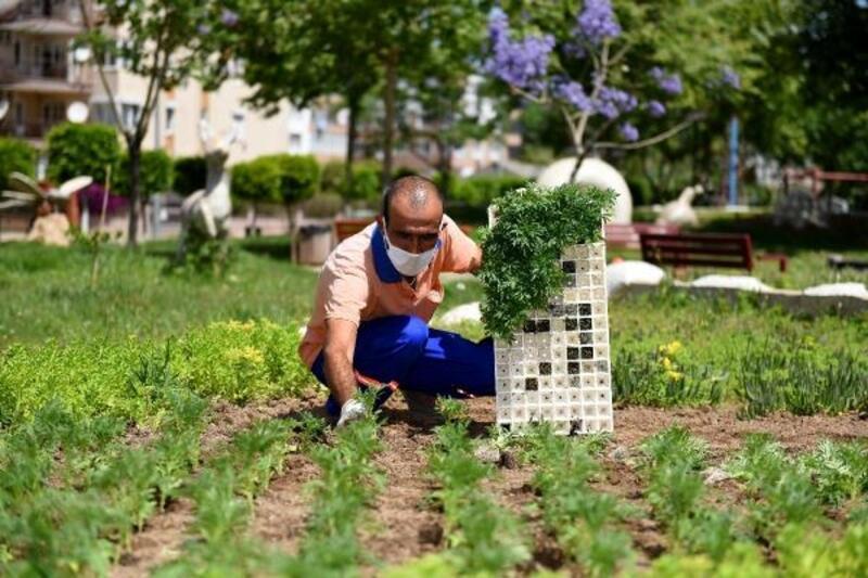 Muratpaşa'da 500 bin çiçek dikiliyor