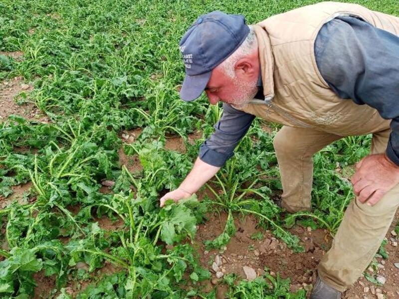 Sandıklı'da yağış tarım arazilerine zarar verdi