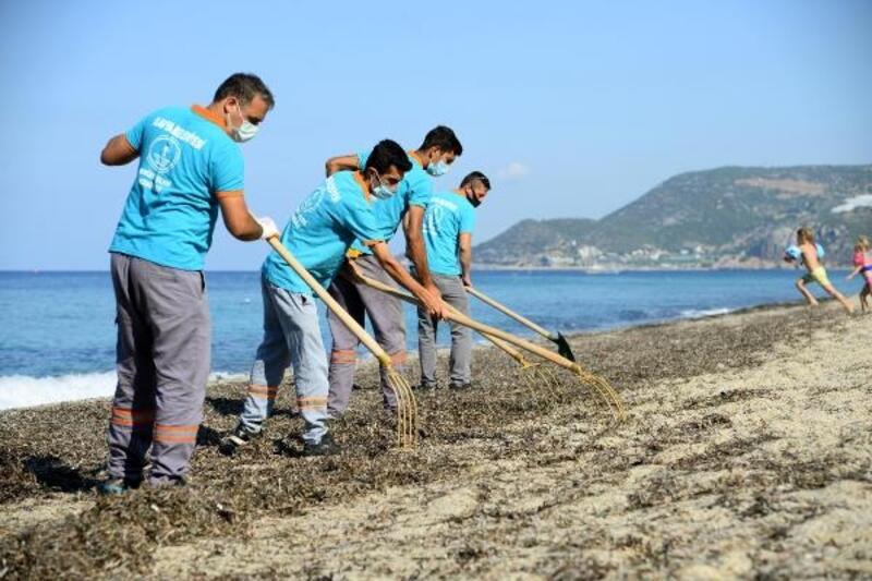 Alanya Belediyesi'nden sahilde yosun temizliği