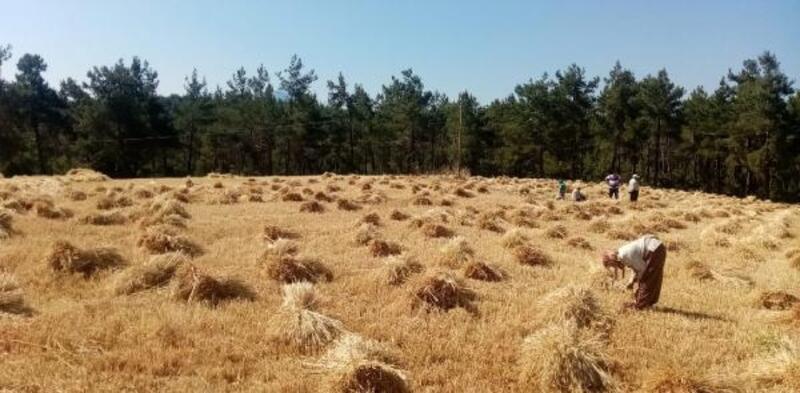 Gündoğmuş'ta Büyükşehir'in dağıttığı buğdaylar hasat edildi