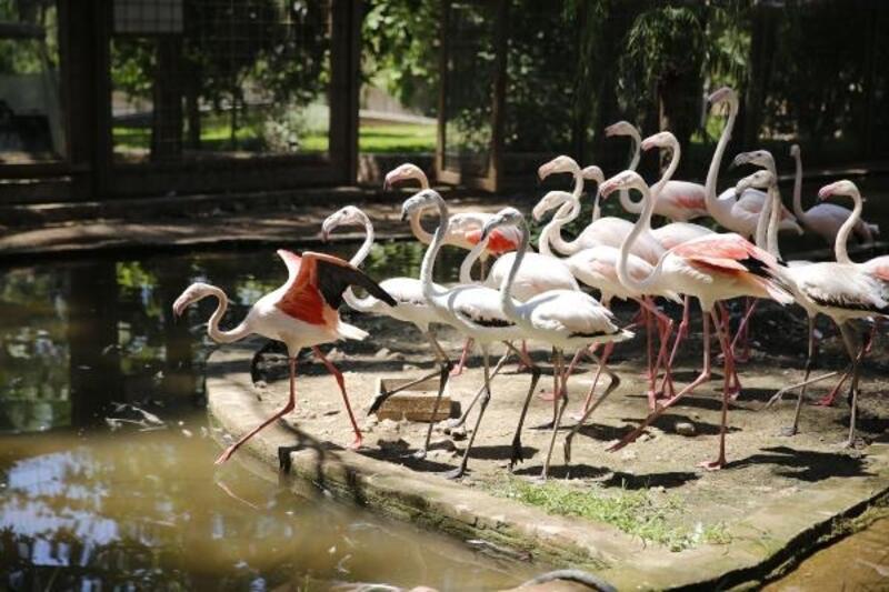 Hayvanat Bahçesi'nin misafirleri flamingolar