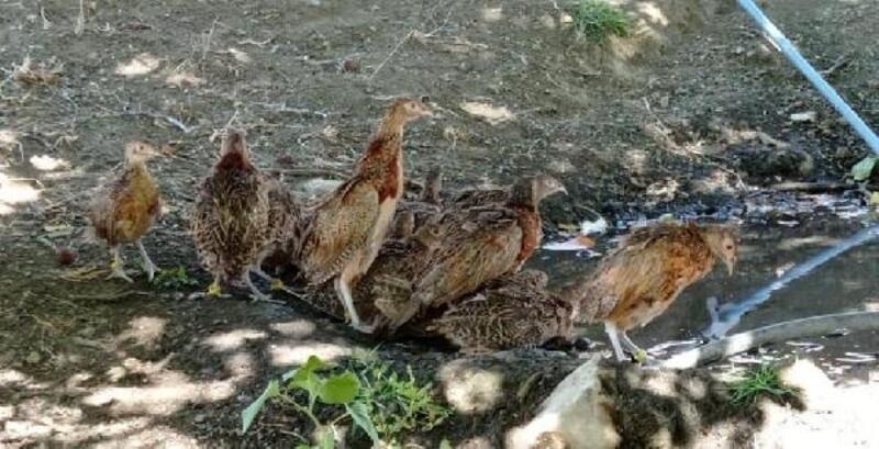 Diyarbakır'da 1400 sülün doğaya bırakıldı