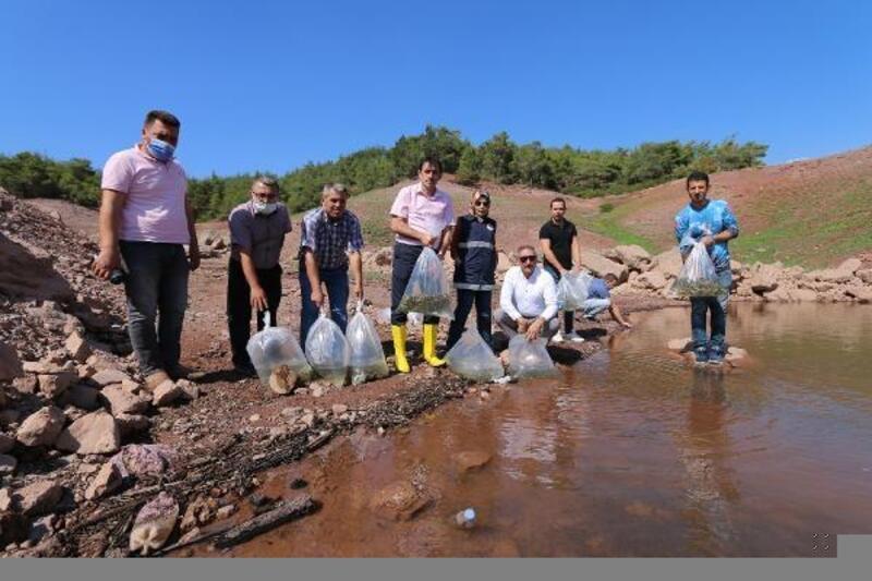 Baraj göletlerine 200 bin pullu sazan balığı bırakıldı