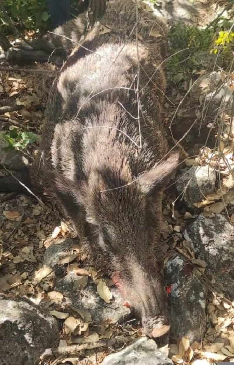 Gercüş'te köylüler, bahçelerine zarar veren 4 yaban domuzunu öldürdü