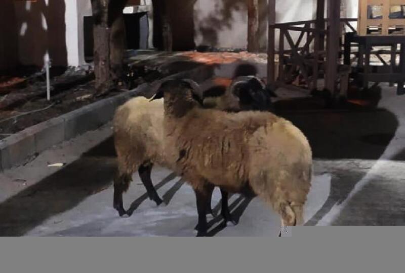 Nurdağı’nda koyun hırsızı şüpheli yakalandı