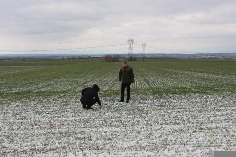 Kar yağışı ve soğuk hava, buğday gelişimini normal sürecine döndürdü