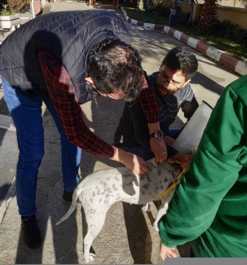 Gaziantep'te yasaklı 13 köpek PETVET'e kaydedildi