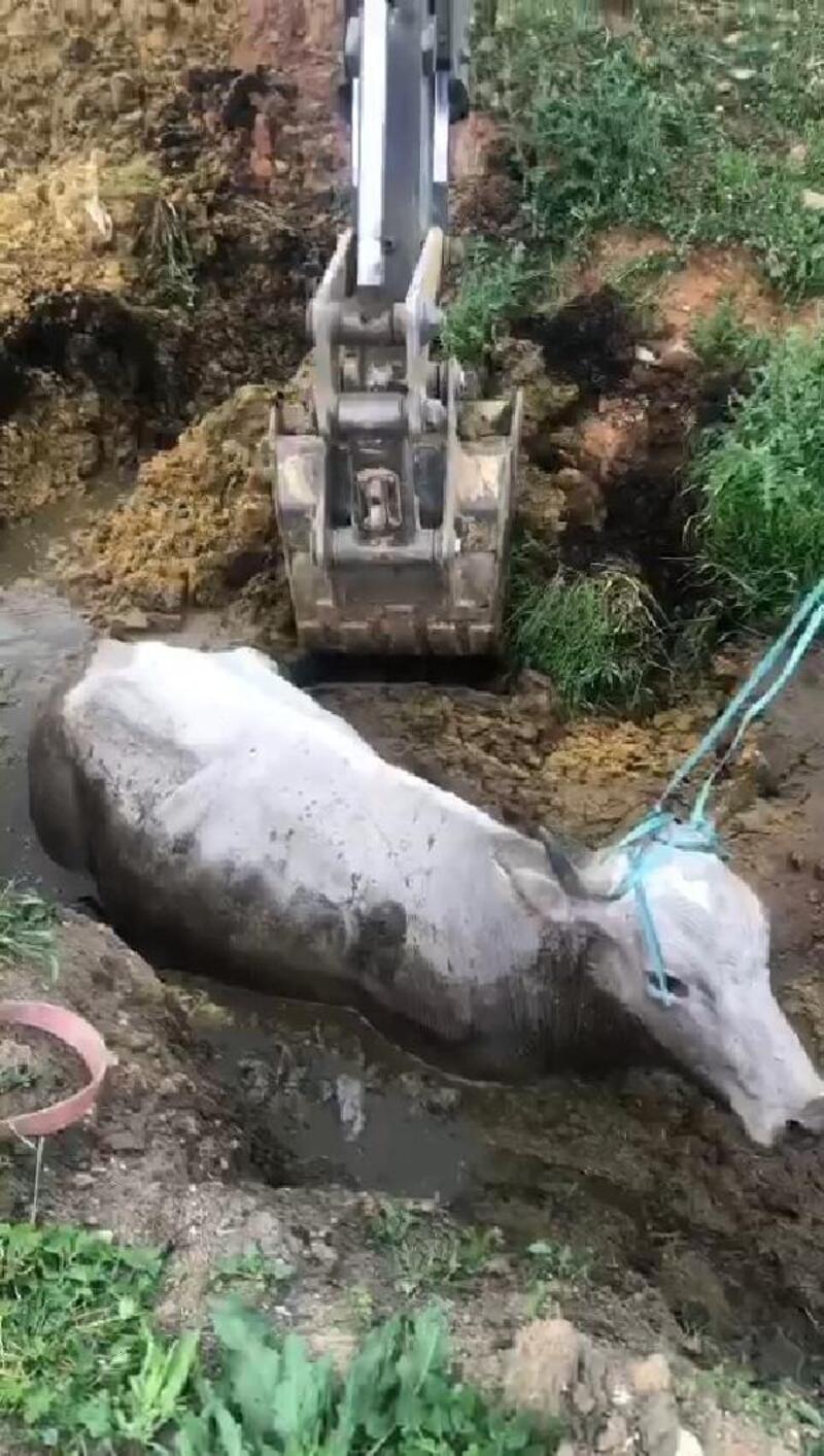 Bingöl’de çamura saplanan ineği itfaiye kurtardı