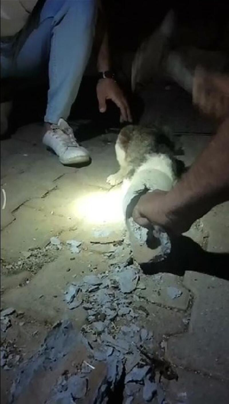 Kafası plastik boruya sıkışan kediyi vatandaşlar kurtardı