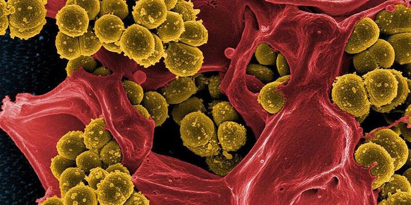 Araştırma: Bakterilerin "ölüm çığlığı" diğer bakterileri uyarıyor