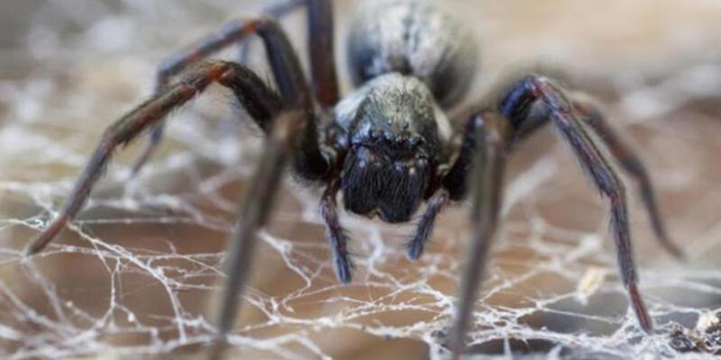 Rüyada Örümcek Görmek Ne Anlama Gelir? Rüyada Evde Büyük Örümcek Görmek