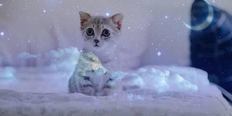 Rüyada Kedi Görmek Ne Anlama Gelir? Rüyada Yavru Kediler Görmenin