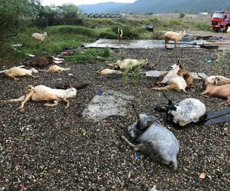 Kastamonu'da yıldırım isabet eden koyun ve keçiler öldü