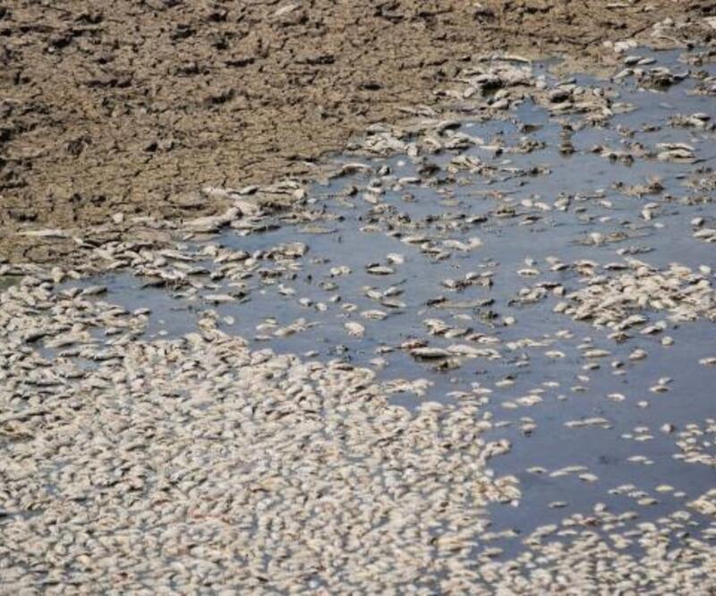Suların çekildiği Cihanbeyli Göleti'nde balık ölümleri