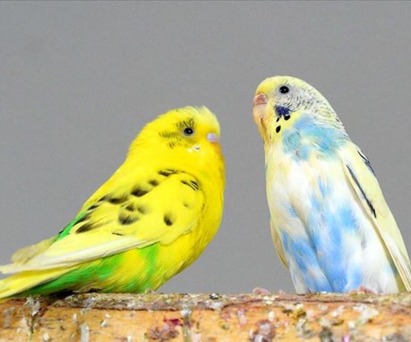 Muhabbet Kuşu İsimleri - Erkek Ve Dişi Muhabbet Kuşlarına Ne İsim Konulabilir?