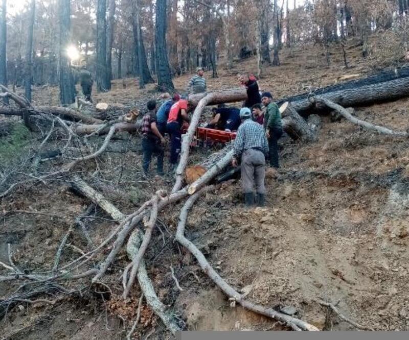 Kestiği ağacın altında mahsur kaldı orman işçisi yaralandı