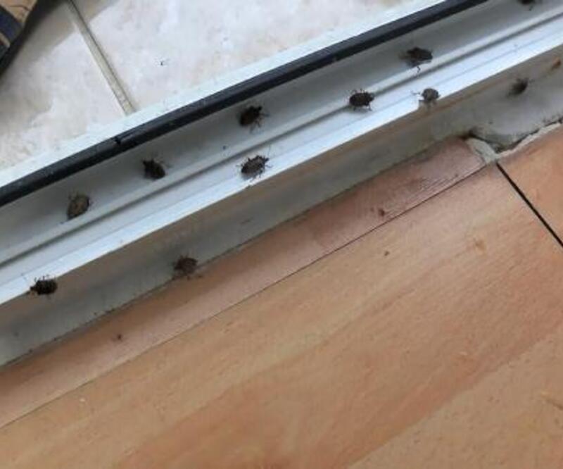 İstanbul'da 'kokarca böceği' kabusu
