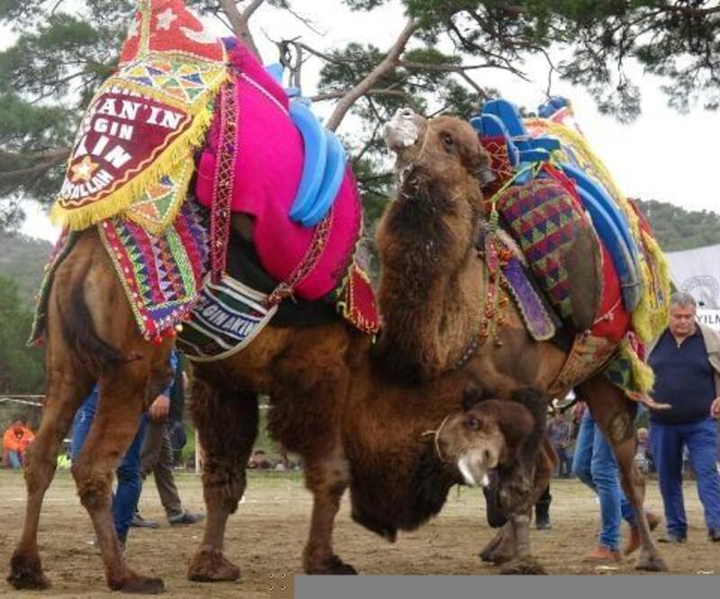 Burhaniye'de develer kıyasıya güreşti