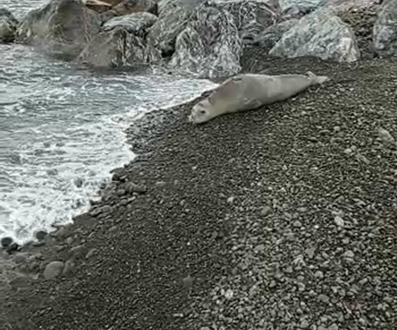 Akdeniz foku Hatay'da görüntülendi