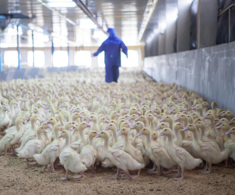 ABD'deki çiftliklerde kuş gribi vakaları artıyor