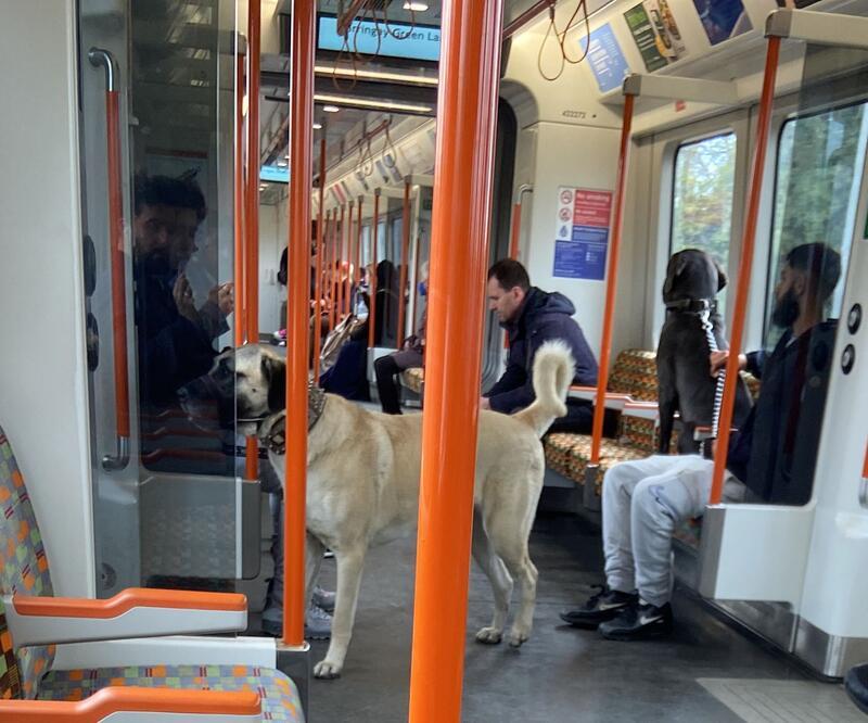 İspanyol gazeteci paylaştı: Londra metrosunda 'Sivas kangalı' paylaşımına yorum yağdı