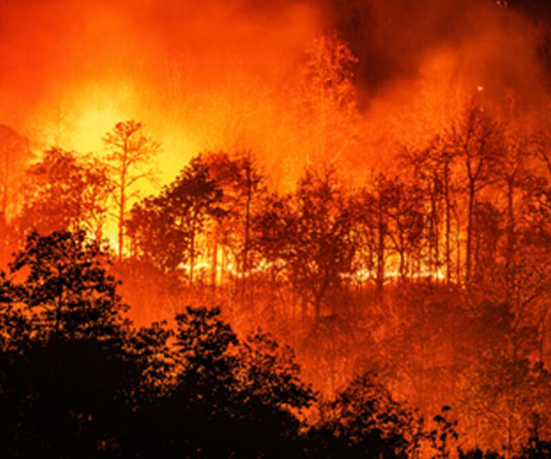 Meksika’da orman yangını: 50 hektar alan küle döndü