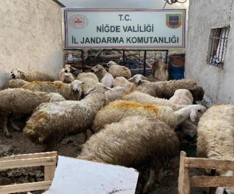 Niğde'de çalınan koyunlar jandarma tarafından bulundu