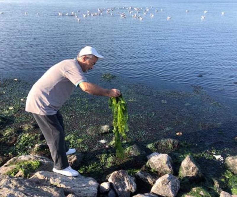 'İzmir Körfezi, marul tarlasına dönüşüyor'