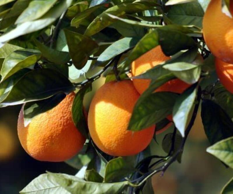 'Köyceğiz portakalı' coğrafi işaret aldı