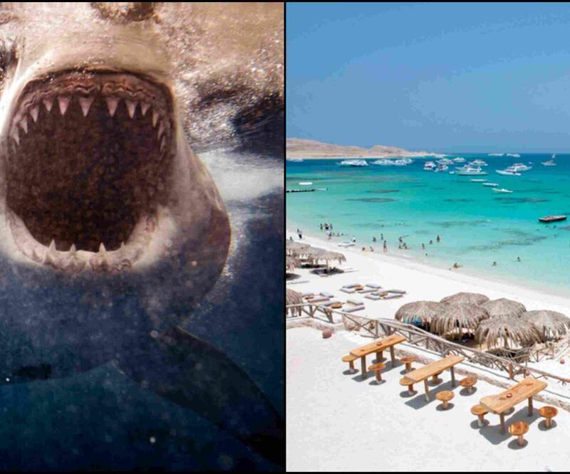 Mısır'da köpek balığı dehşeti: Kızıldeniz kıyı şeridi kapatıldı