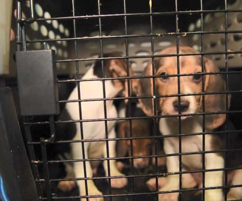 ABD’de 4 bin “Beagle” kobay olmaktan kurtarıldı  