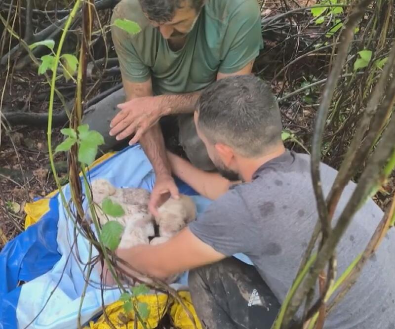 Su dolu oyuğa girip 5 yavru köpeği kurtardı