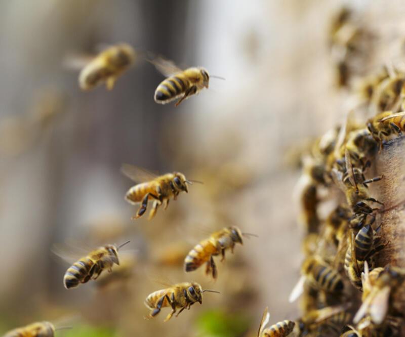 Sayıları her geçen gün azalıyor: Arıları korumak için neler yapabiliriz? 