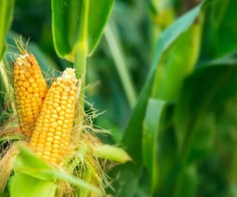 AB mısır üretiminin 15 yılın en düşük seviyesine inmesi bekleniyor