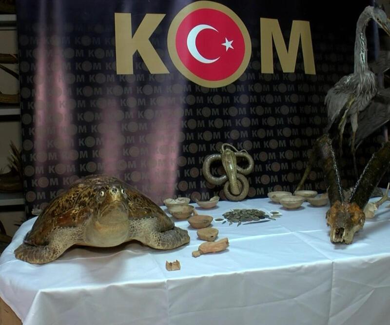 İstanbul'da yaban hayvanı operasyonu