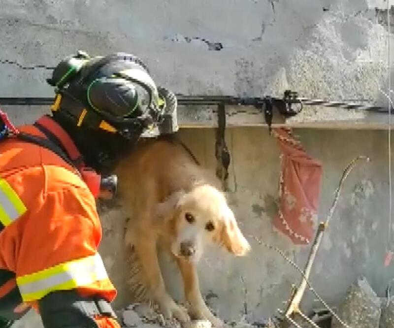 Portekiz’den gelen ekip, enkaz altında kalan köpeği kurtardı