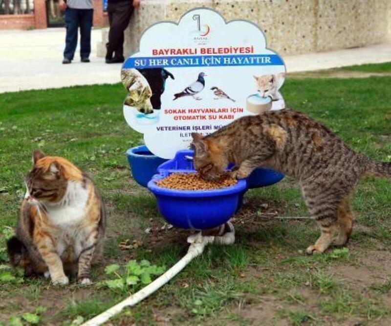 Bayraklı'da kedi evlerinin sayısı 20'ye yükseldi